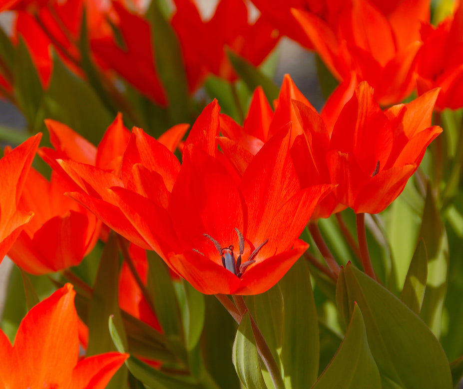 Flower BulbsPraestans Fusilier Bulbs UK - 2