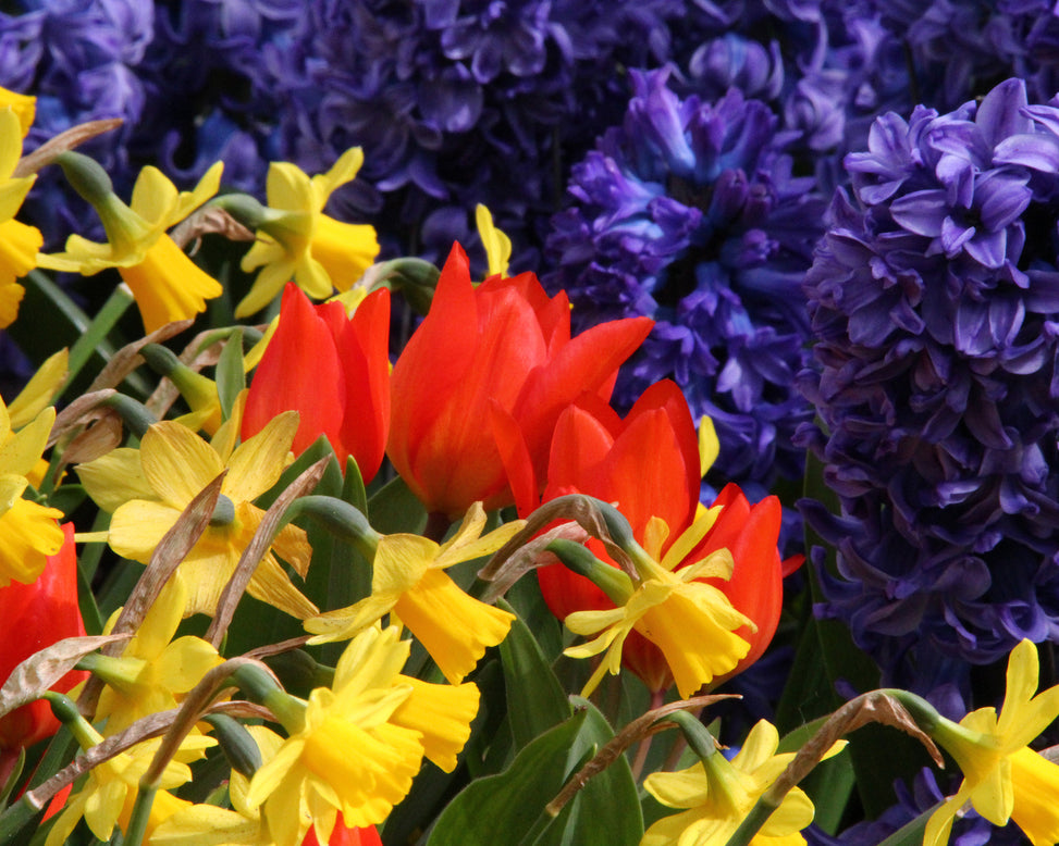 Tulip praestans 'Fusilier'