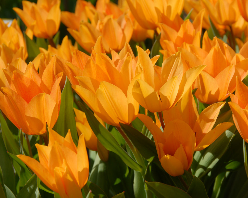 Tulip praestans 'Shogun'