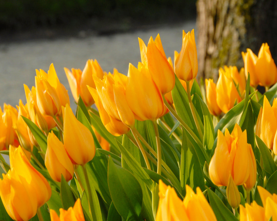 Tulip praestans 'Shogun'