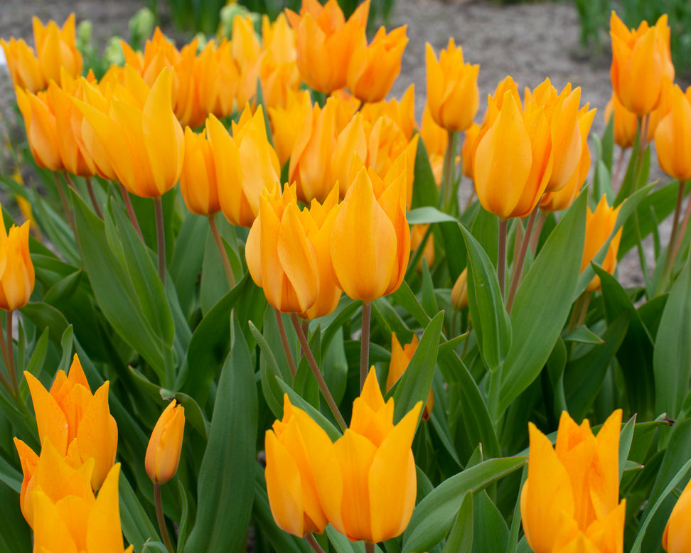 Tulip praestans 'Shogun'