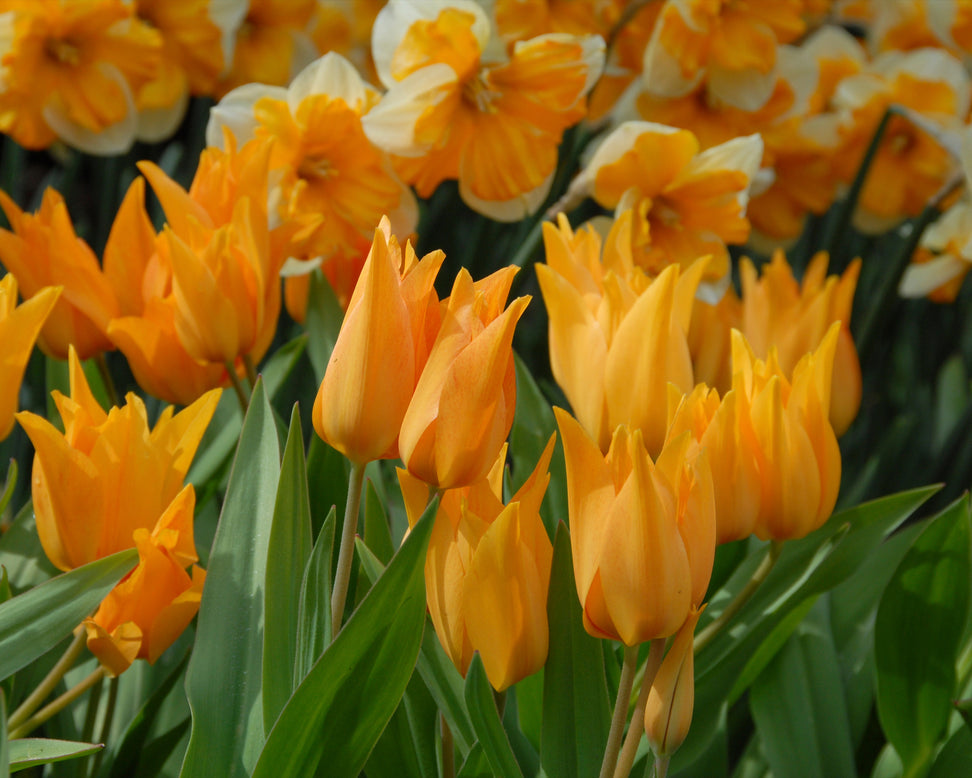 Tulip praestans 'Shogun'