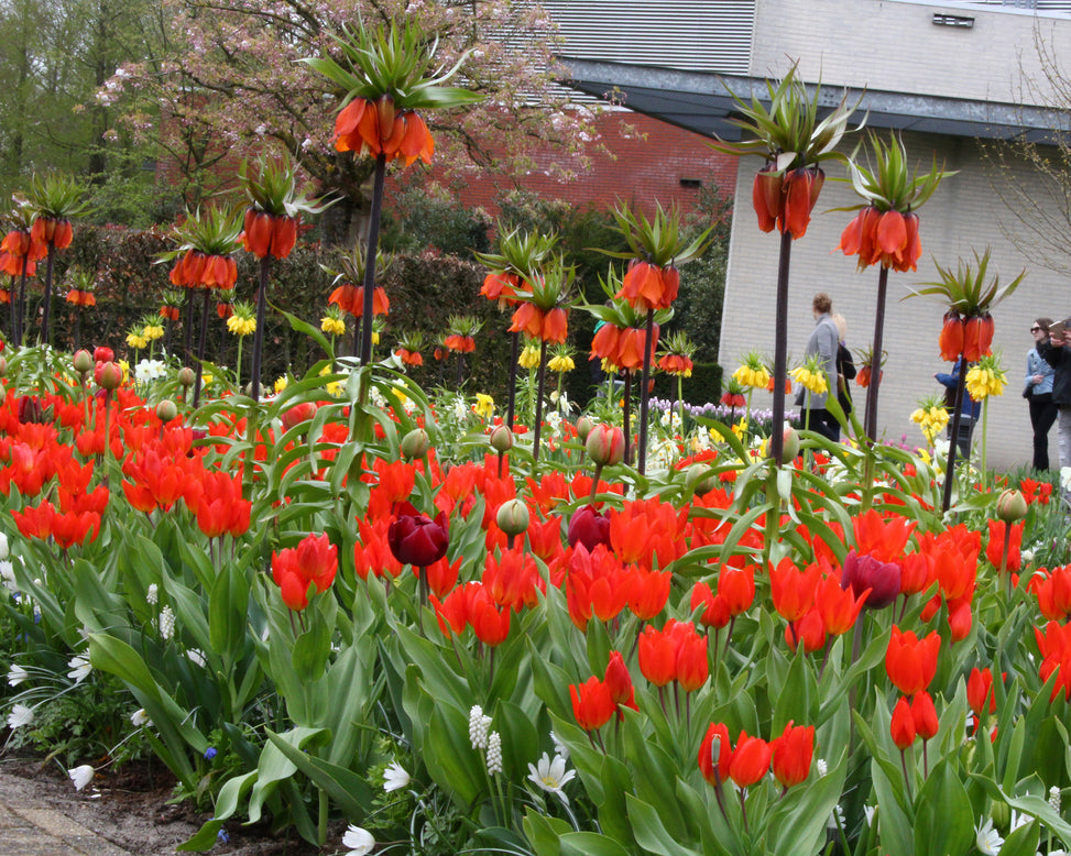 Tulip praestans 'Fusilier'