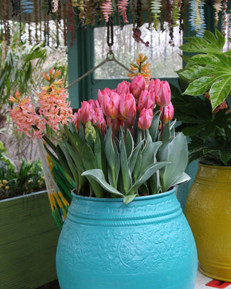 Tulip 'Pretty Princess' Tulip 'Pretty Princess'