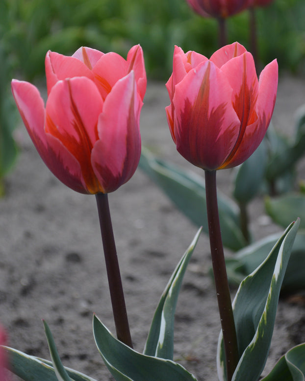 Tulip 'Pretty Princess'