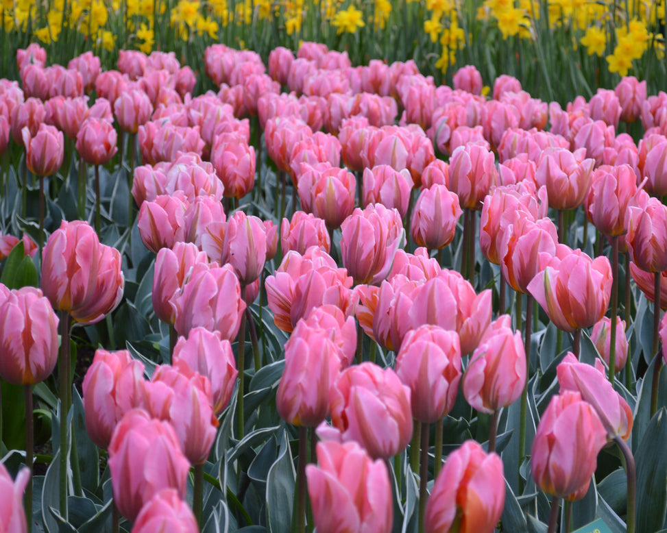 Tulip 'Pretty Princess'