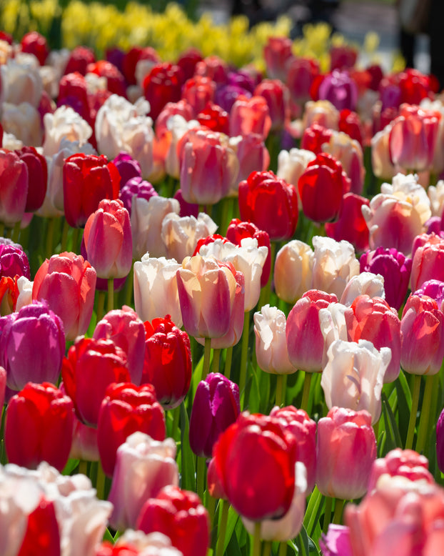 Tulip collection 'Pride Mix'