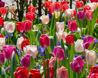 Tulip collection 'Pride Mix' Tulip collection 'Pride Mix'