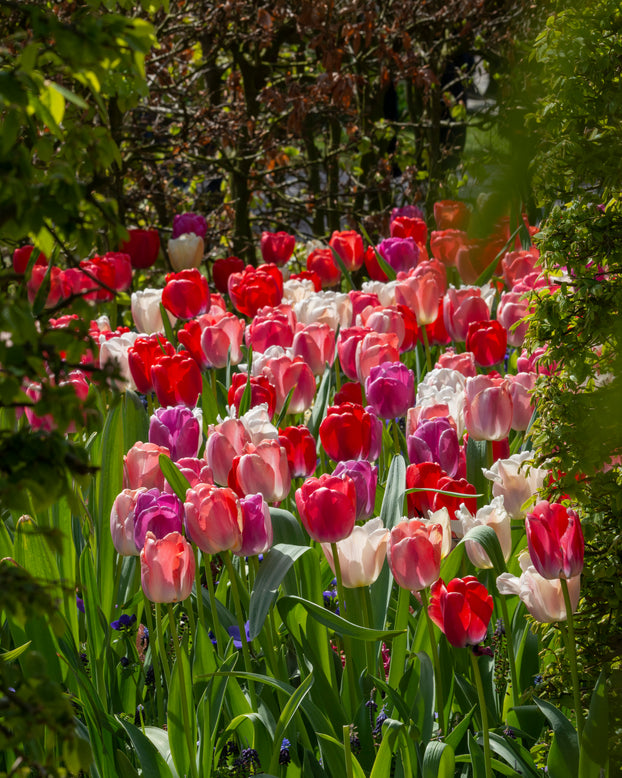 Tulip collection 'Pride Mix'