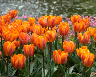 Tulip 'Prinses Irene' Tulip 'Prinses Irene'