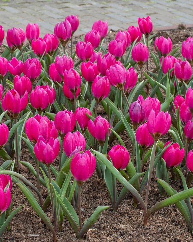 Flower BulbsPulchella Violacea Bulbs UK - 1