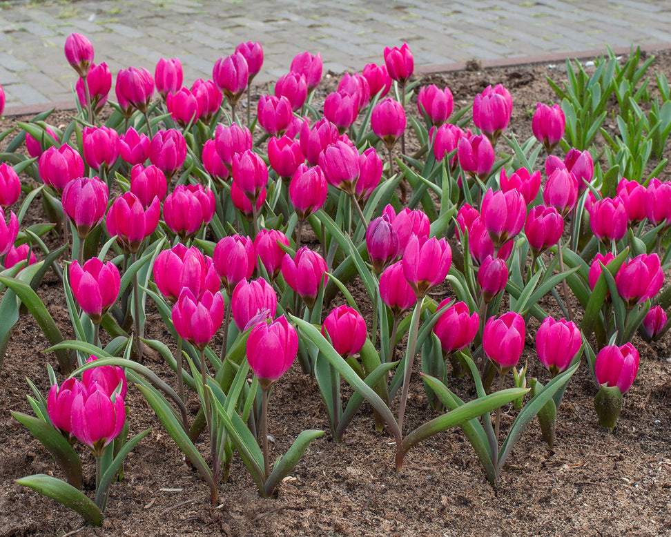 Flower BulbsPulchella Violacea Bulbs UK - 2