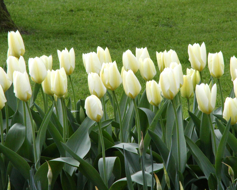 Tulip 'White Emperor'