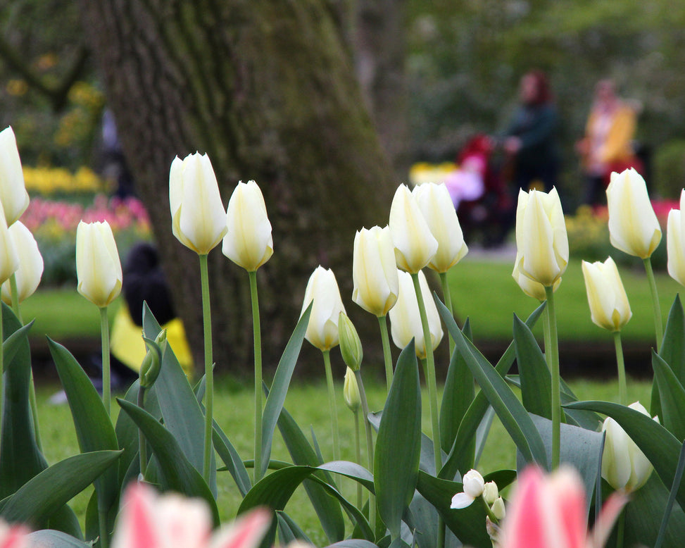 Tulip 'White Emperor'