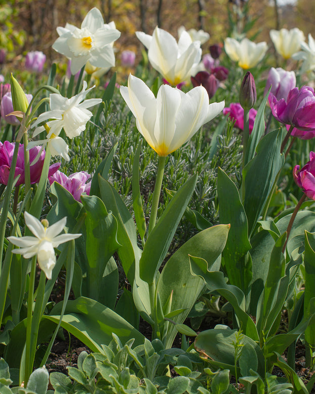 Flower BulbsPurissima Bulbs UK - 2