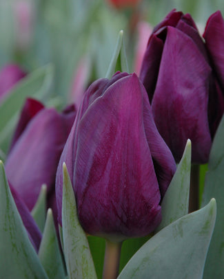 Tulip 'Purple Lady' Flower BulbsPurple Lady Bulbs UK - 1