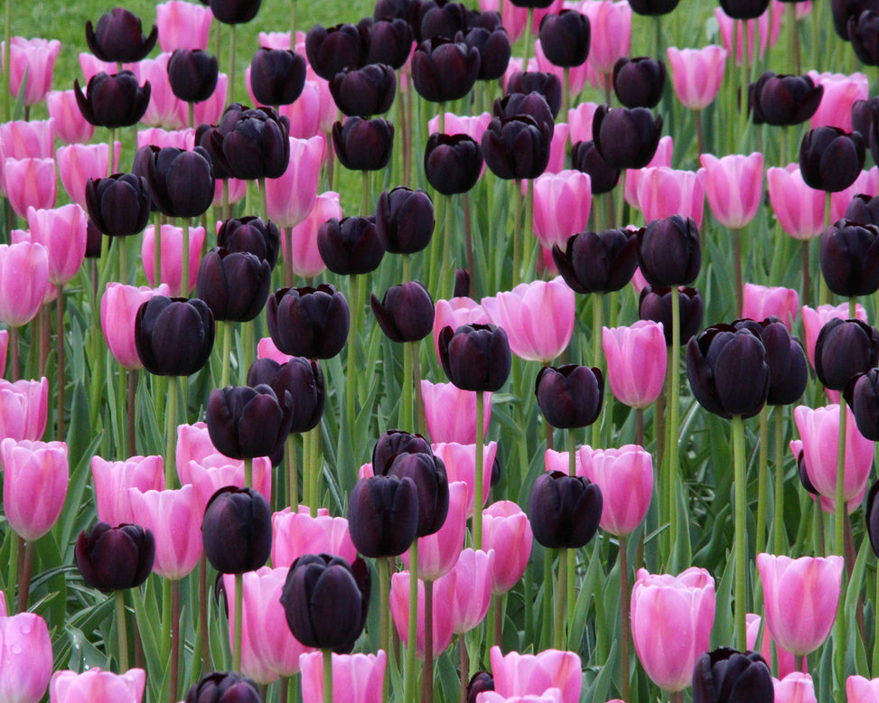 Tulip 'Queen of Night'