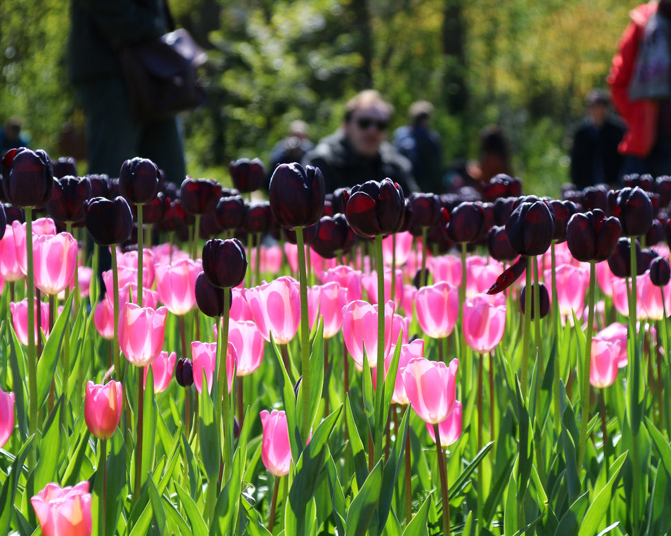Tulip 'Queen of Night'