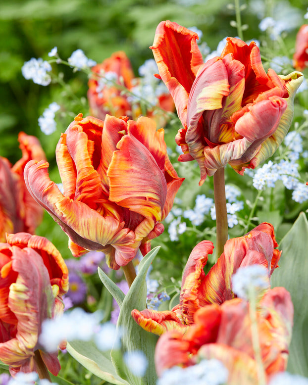 Tulip 'Rasta Parrot'