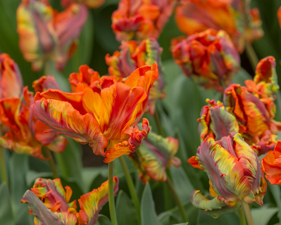 Tulip 'Rasta Parrot'