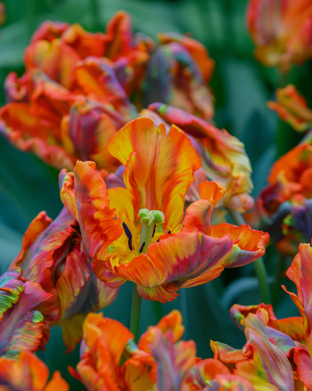 Tulip 'Rasta Parrot'