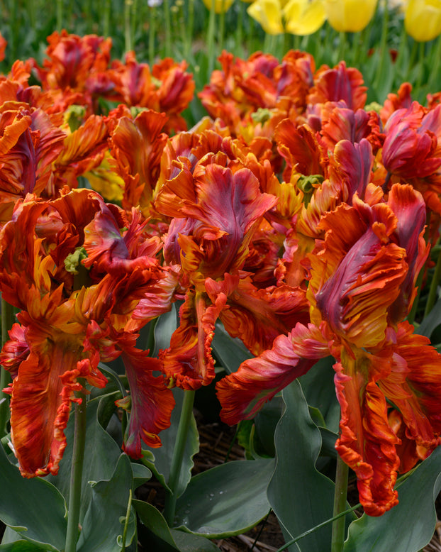 Tulip 'Rasta Parrot'
