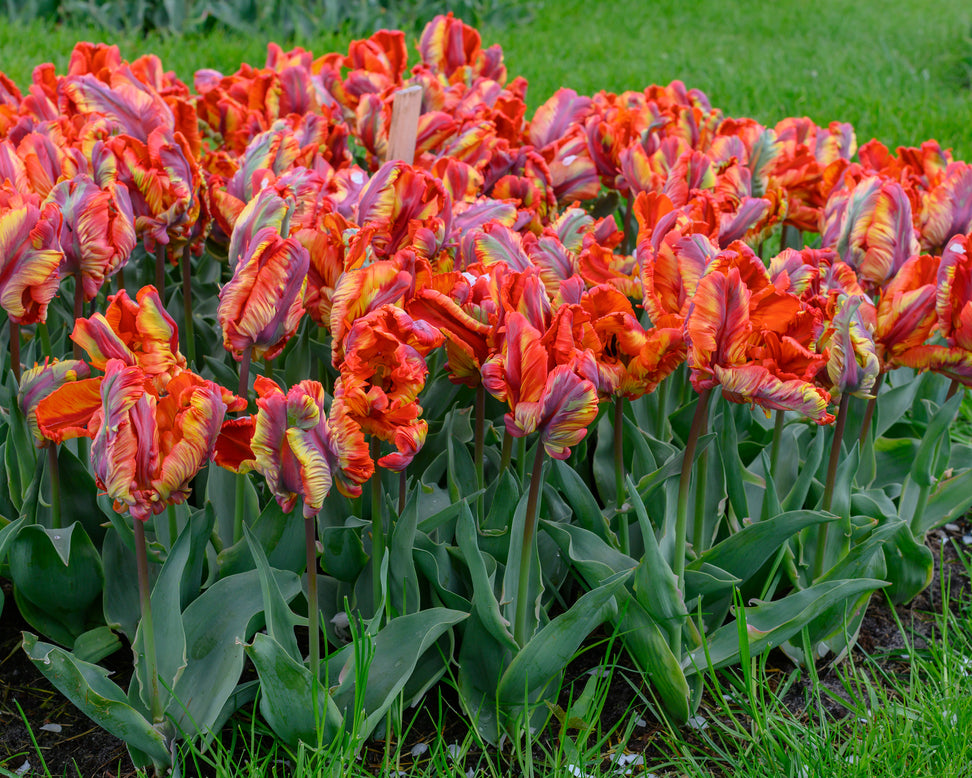 Tulip 'Rasta Parrot'