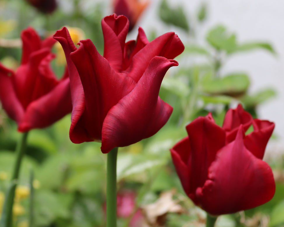 Tulip 'Red Dress'