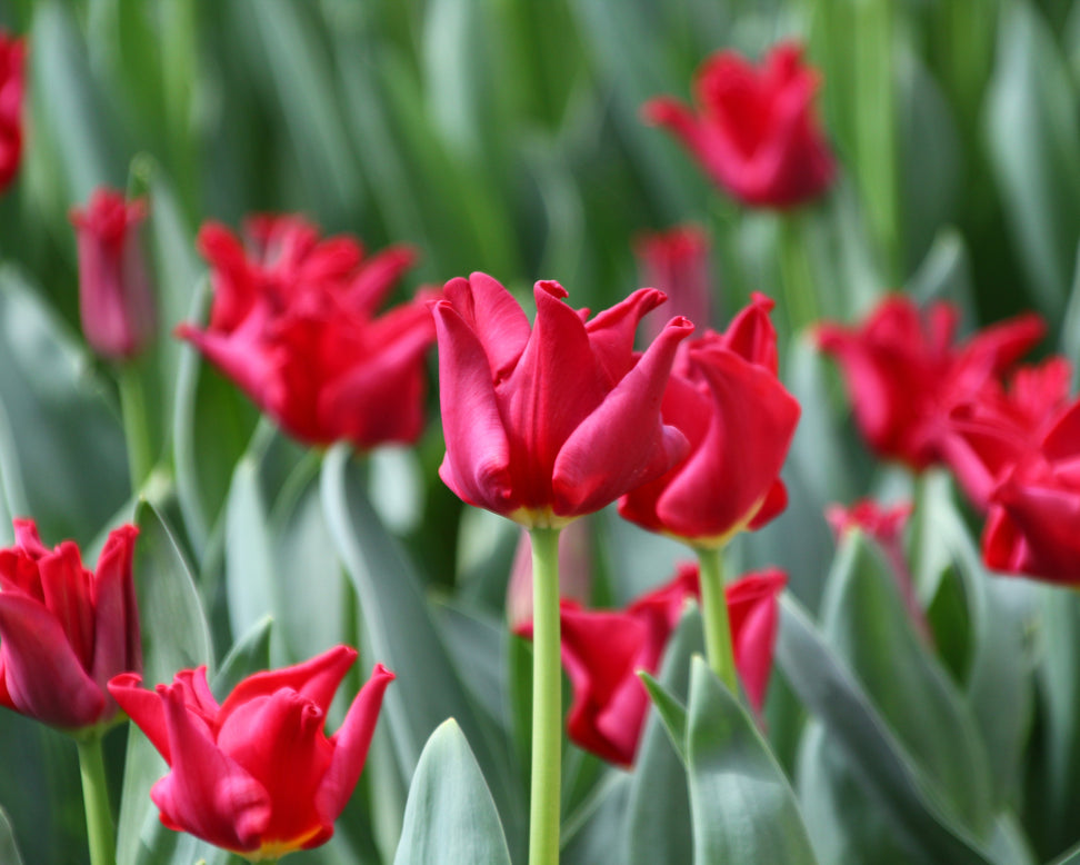 Tulip 'Red Dress'