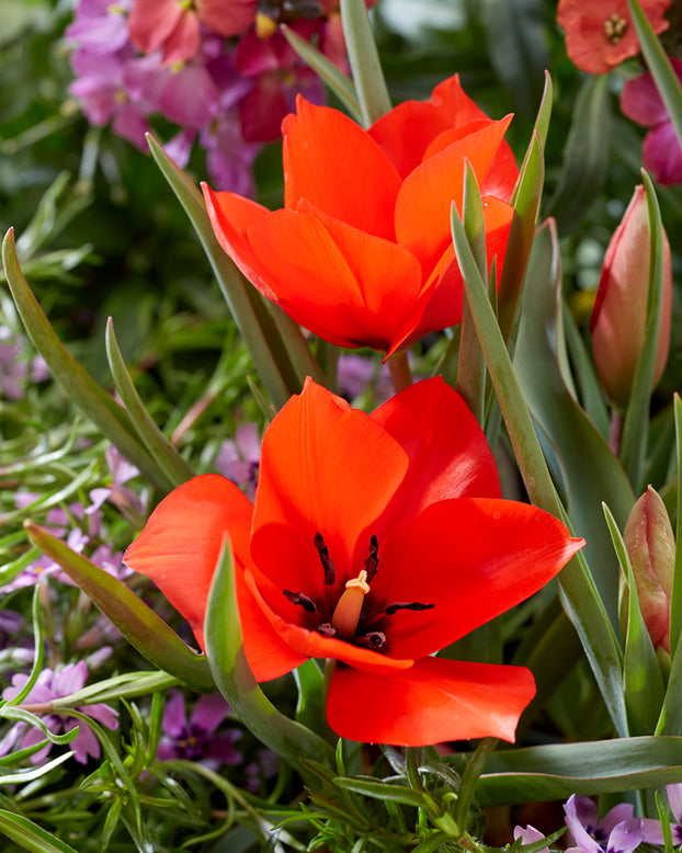 Tulip 'Red Hunter'