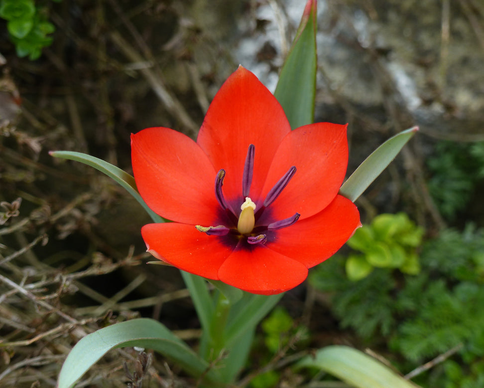 Tulip 'Red Hunter'