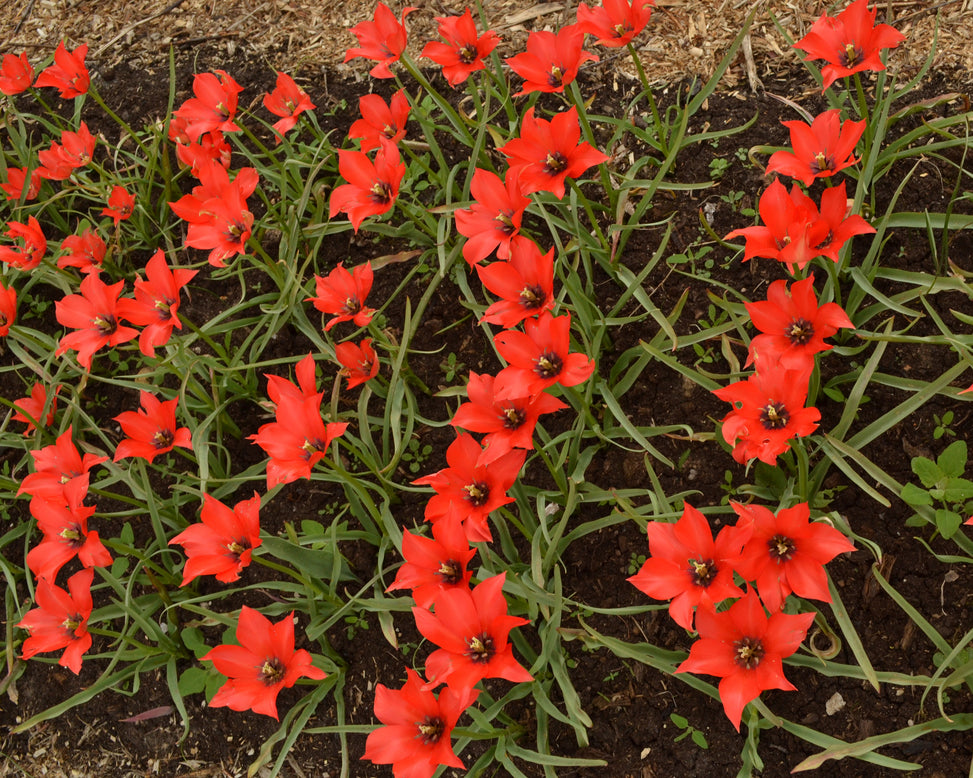 Tulip 'Red Hunter'