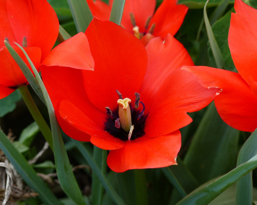 Tulip 'Red Hunter'