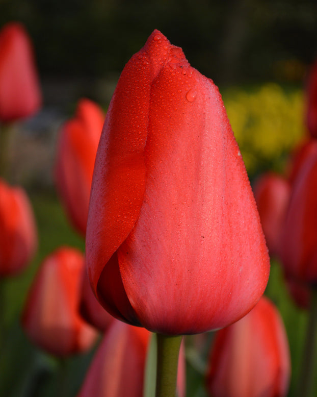 Flower BulbsRed Impression™ Bulbs UK - 1