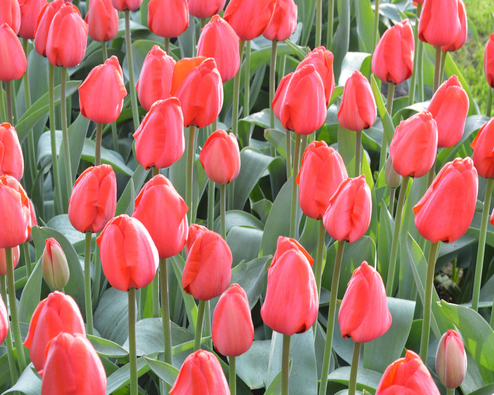 Flower BulbsRed Impression™ Bulbs UK - 6