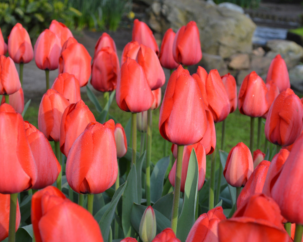 Flower BulbsRed Impression™ Bulbs UK - 4