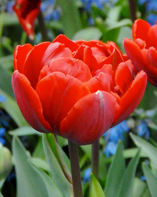 Tulip 'Red Princess' Tulip 'Red Princess'