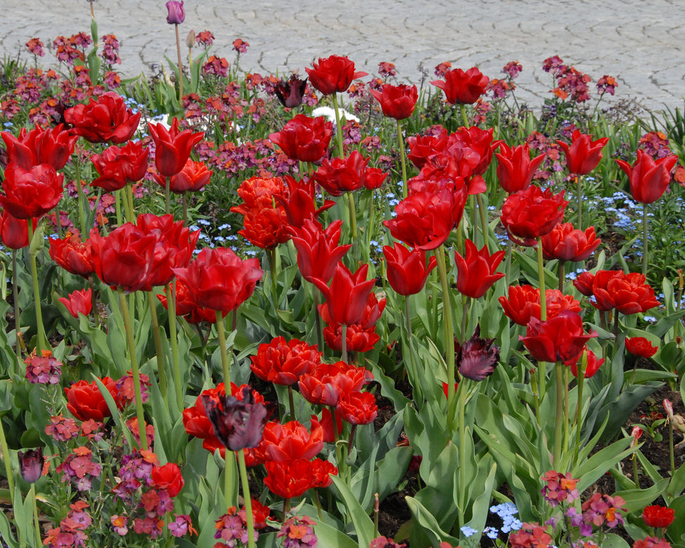 Tulip 'Red Princess'