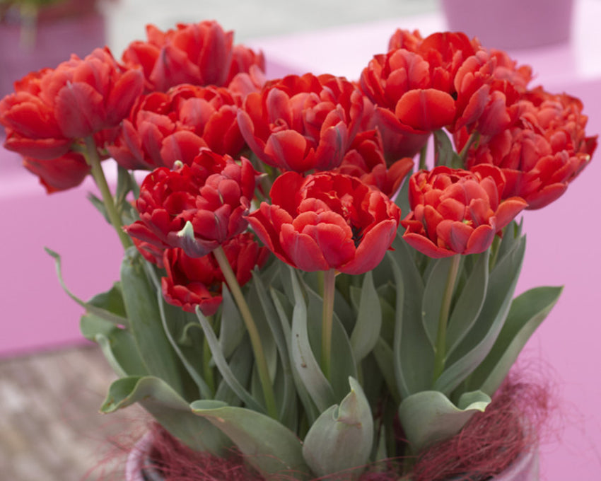 Tulip 'Red Princess'