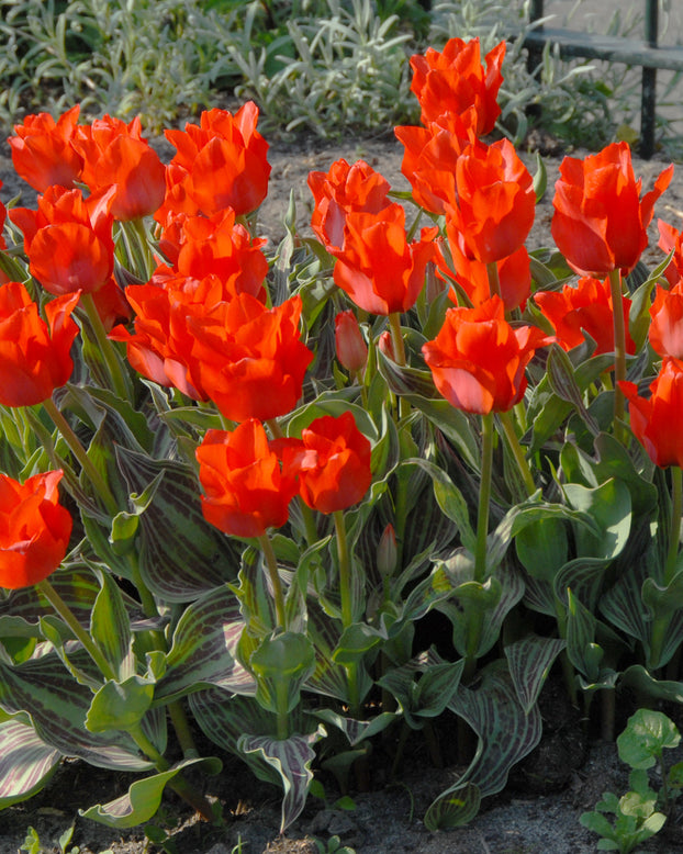 Flower BulbsRed Riding Hood Bulbs UK - 1