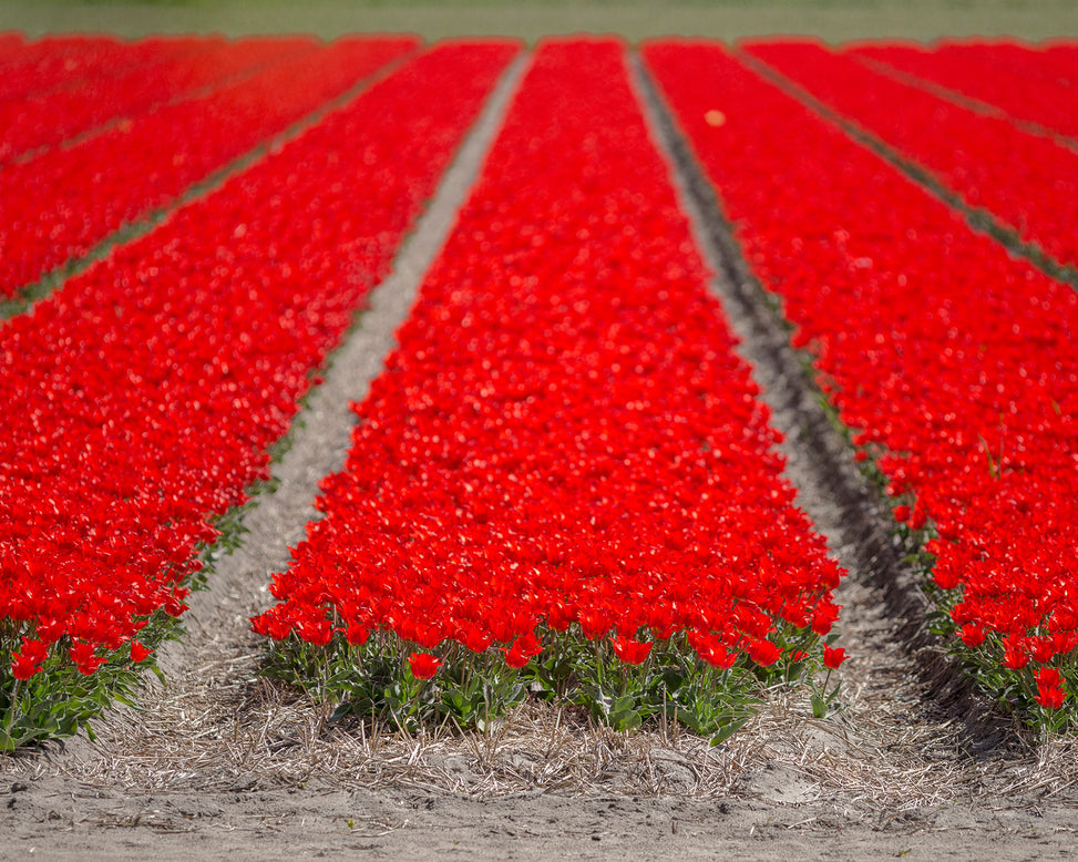 Flower BulbsRed Riding Hood Bulbs UK - 2