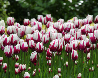 Tulip 'Rems Favourite' Tulip 'Rems Favourite'