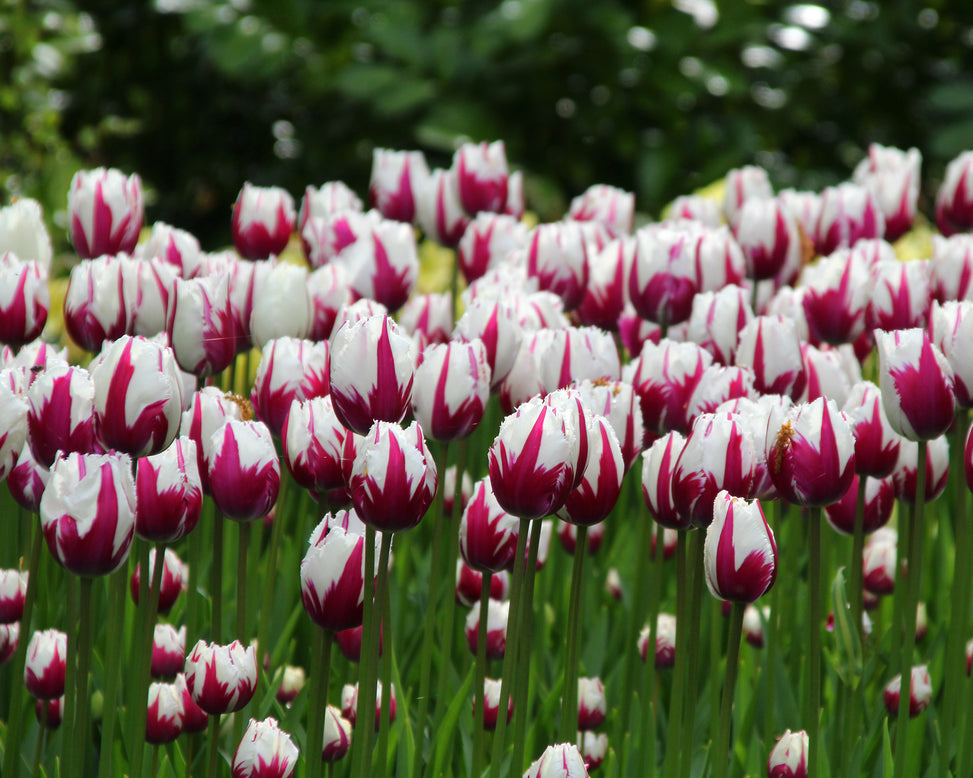 Tulip 'Rems Favourite'