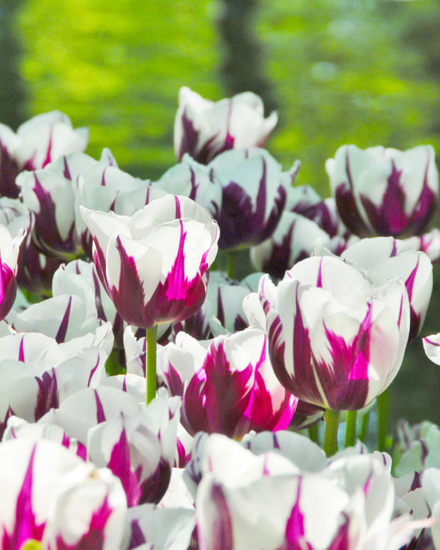 Tulip 'Rems Favourite'