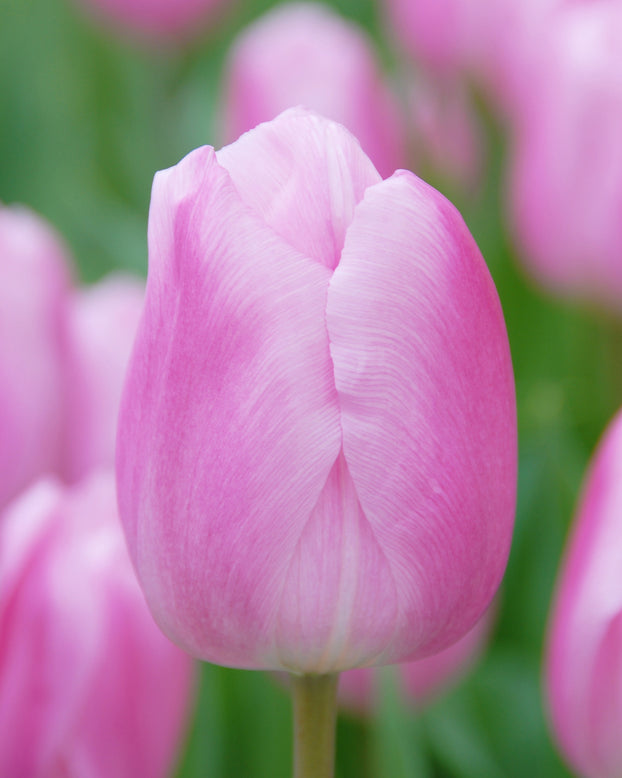 Flower BulbsSaint Petersburg Bulbs UK - 1