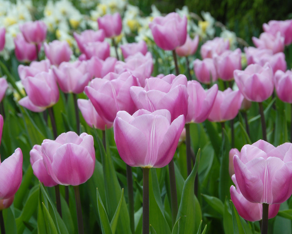 Flower BulbsSaint Petersburg Bulbs UK - 2