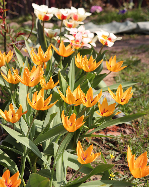 Tulip praestans 'Shogun'