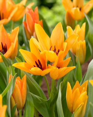 Tulip praestans 'Shogun' Tulip praestans 'Shogun'