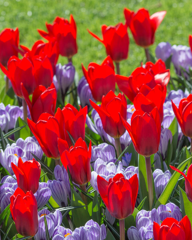 Flower BulbsShowwinner Bulbs UK - 1