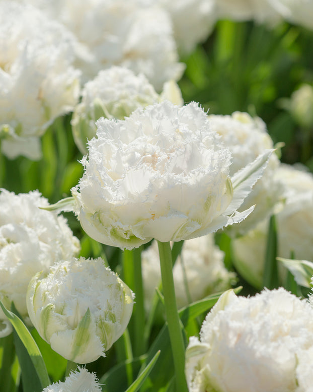 Flower BulbsSnow Crystal™ Bulbs UK - 1